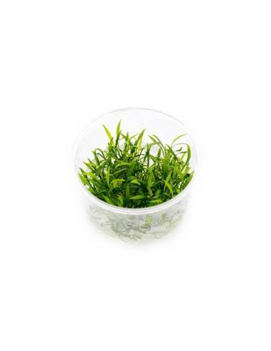 Cryptocoryne parva  - Aquaflora in vitro