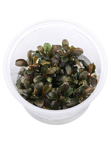 Bucephalandra theia red - Aquaflora in vitro