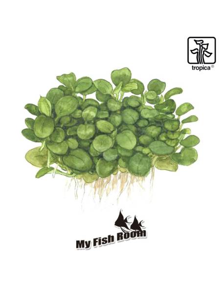 Anubias barteri 'Mini Coin Variegated' 1-2 Grow! Tropica Dinamarca