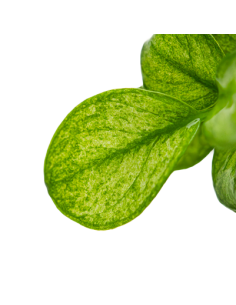 Anubias barteri 'Mini Coin Variegated' 1-2 Grow! Tropica Dinamarca 2