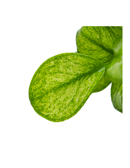 Anubias barteri 'Mini Coin Variegated' 1-2 Grow! Tropica Dinamarca