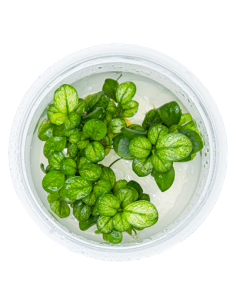 Anubias barteri 'Mini Coin Variegated' 1-2 Grow! Tropica Dinamarca