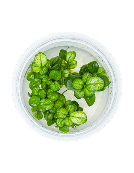 Anubias barteri 'Mini Coin Variegated' 1-2 Grow! Tropica Dinamarca