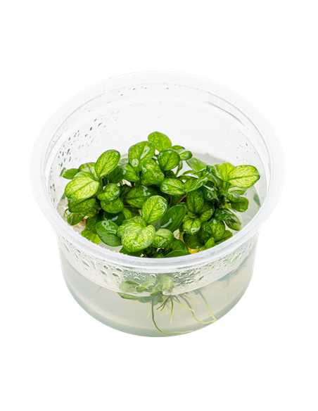Anubias barteri 'Mini Coin Variegated' 1-2 Grow! Tropica Dinamarca