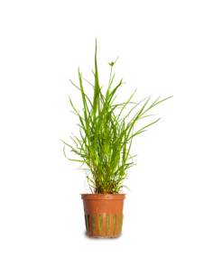 Juncus repens Tropica Dinamarca Tropica Dinamarca  Tropica Dinamarca