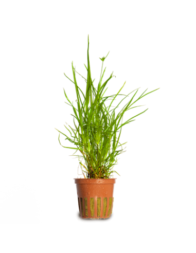 Juncus repens Tropica Dinamarca