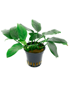 Anubias barteri nana Bolang - Aquaflora - Plantas en maceta para acuarios