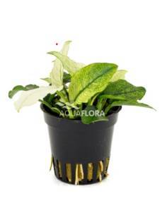 Anubias barteri nana pinto - Aquaflora