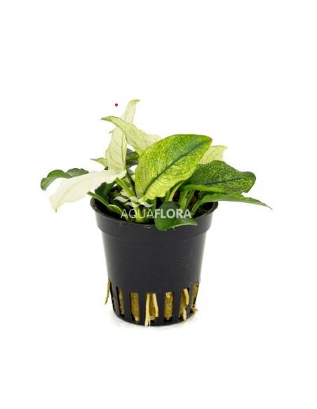 Anubias barteri nana pinto - Aquaflora