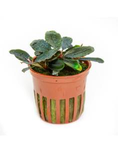 Bucephalandra sordidula 'Blue' - Tropica Dinamarca