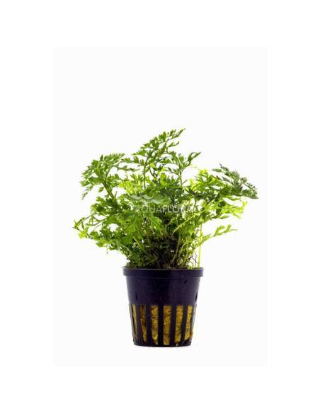 Bolbitis heteroclita Difformis - Aquaflora