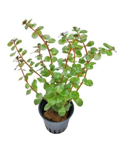 Rotala rotundifolia "Blood Red" - Aquaflora