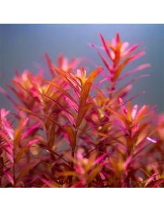 Rotala rotundifolia "Blood Red" - Aquaflora  plantas acuáticas para acuario en maceta 2