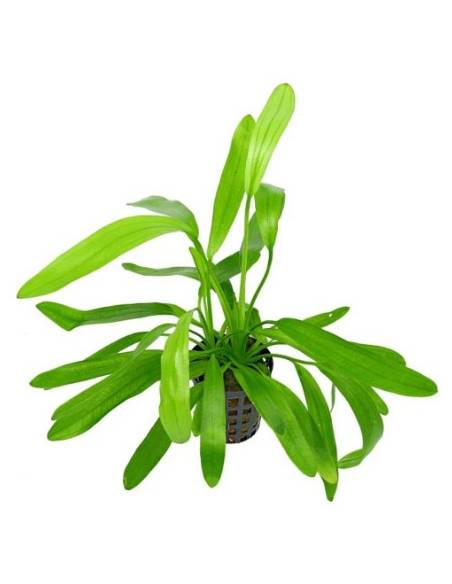 Echinodorus uruguayensis - Aquaflora