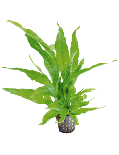 Microsorum pteropus - Aquaflora