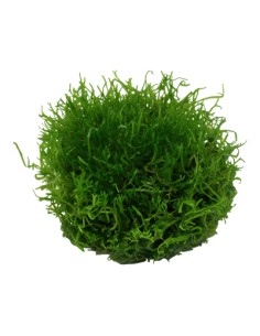 Riccia fluitans 1-2 Grow! Tropica Dinamarca 2