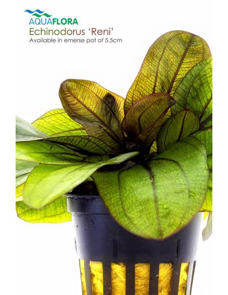 Echinodorus 'Reni' - Aquaflora