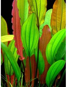 Echinodorus red diamond  - Aquaflora 2
