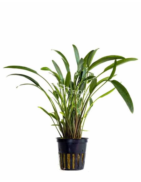 Cryptocoryne  willisi  nevelli -  Aquaflora