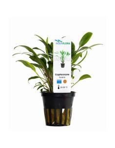 Cryptocoryne lucens - Aquaflora