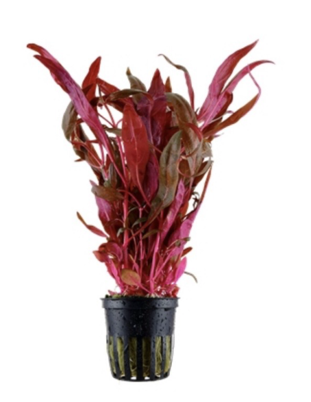 Alternanthera reineckii Pink - vivero Aquaflora , plantas para acuarios