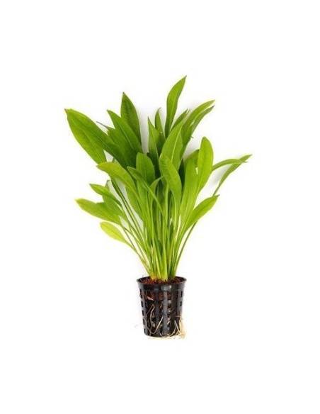 Echinodorus grisebachii Amazonicus - Aquaflora