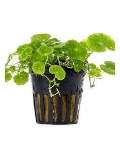 Hydrocotyle leucocephala - Aquaflora plantas en maceta para acuarios