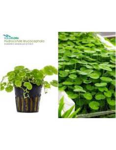 Hydrocotyle leucocephala - Aquaflora plantas en maceta para acuarios 2