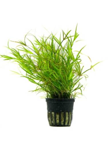 Juncus repens - Aquaflora