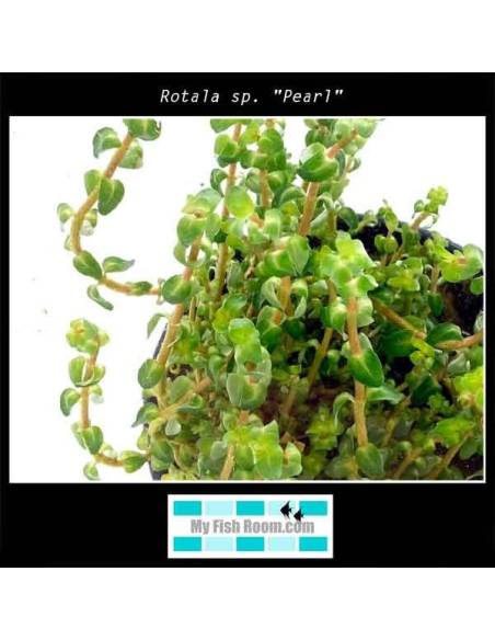 Rotala sp. "Pearl"
