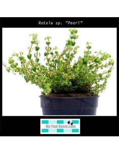 Rotala Pearl - Aquaflora  plantas acuáticas para acuario en maceta 2