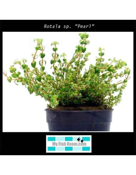 Rotala sp. "Pearl"