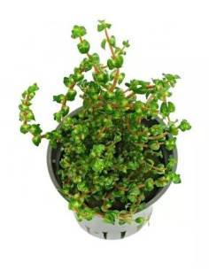 Rotala Pearl - Aquaflora  plantas acuáticas para acuario en maceta