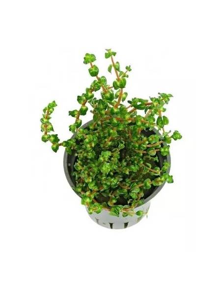 Rotala Pearl - Aquaflora  plantas acuáticas para acuario en maceta