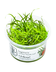 Sagittaria subulata Needle Leaf - 1-2 Grow! Tropica Dinamarca