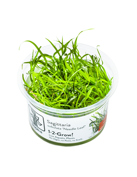 Sagittaria subulata Needle Leaf - 1-2 Grow! Tropica Dinamarca