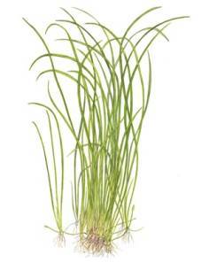 Sagittaria subulata Needle Leaf - 1-2 Grow! Tropica Dinamarca 2