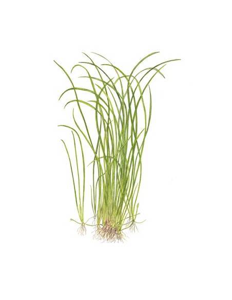 Sagittaria subulata Needle Leaf - 1-2 Grow! Tropica Dinamarca