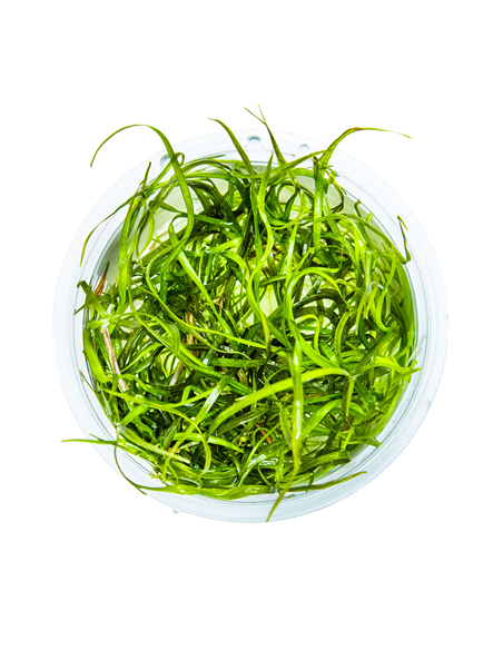 Sagittaria subulata Needle Leaf - 1-2 Grow! Tropica Dinamarca