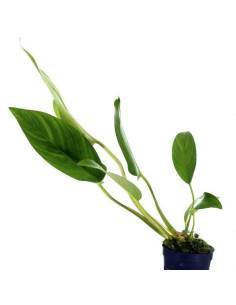Anubias congensis