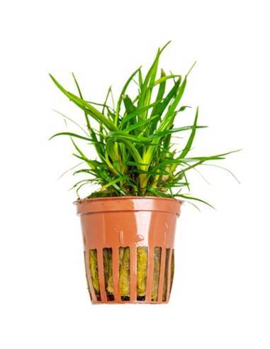 Eriocaulon sp. Vietnam  - Tropica Dinamarca