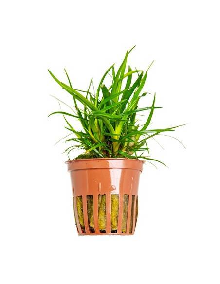 Eriocaulon sp. Vietnam  - Tropica Dinamarca