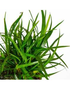 Eriocaulon sp. Vietnam  - Tropica Dinamarca 2