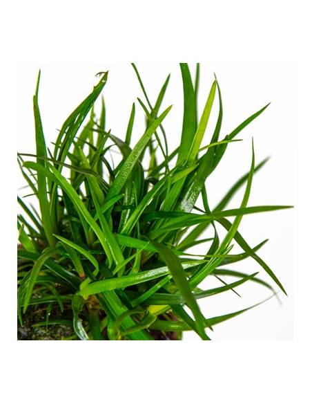 Eriocaulon sp. Vietnam  - Tropica Dinamarca