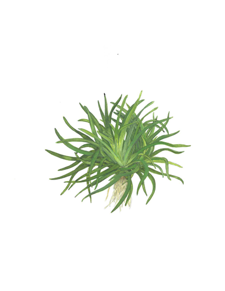 Eriocaulon sp. Vietnam  - Tropica Dinamarca