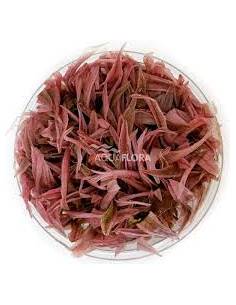 Cryptocoryne balansae PINK - Aquaflora in vitro