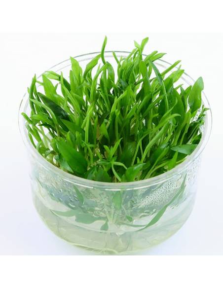 Cryptocoryne  Wendtii Green Gecko - Aquaflora in vitro