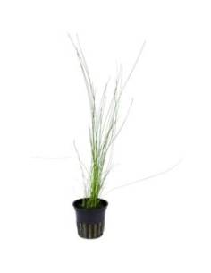 Eleocharis montevidensis - Aquaflora