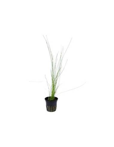 Eleocharis montevidensis - Aquaflora