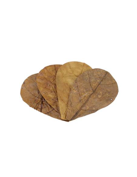 Hojas de almendro indio Catappa leaves Sm Seachem